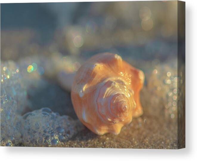 Seashell Canvas Print featuring the photograph Seashell and Water Bubbles by Lori Rowland
