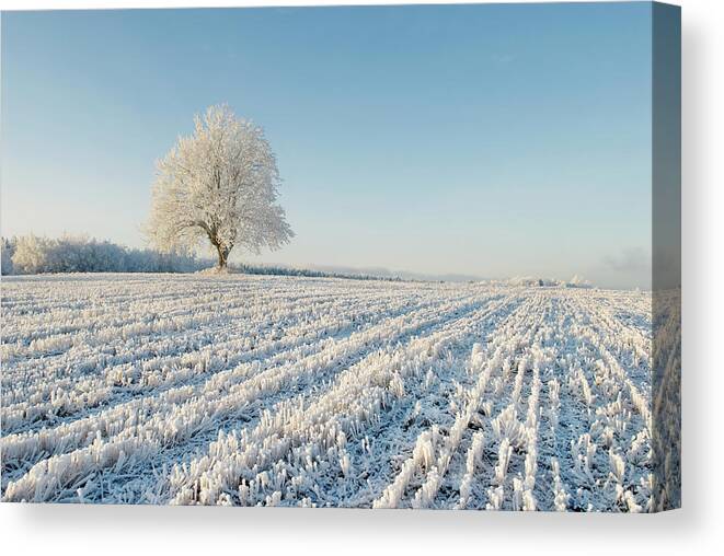 Tranquility Canvas Print featuring the photograph Single Elm Tree Covered In Snow In Open by Erik Buraas