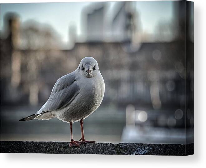 Gull Canvas Print featuring the photograph Smile? by Brian Sanders