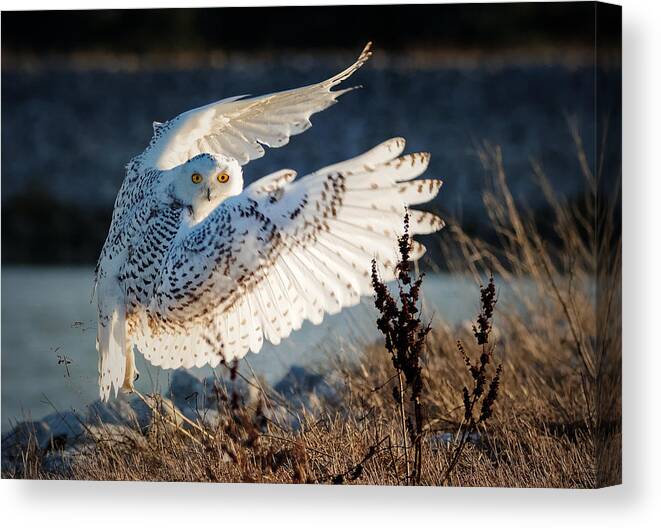 Owl Canvas Print featuring the photograph Snowy Owl Taking Off by Ming H Yao