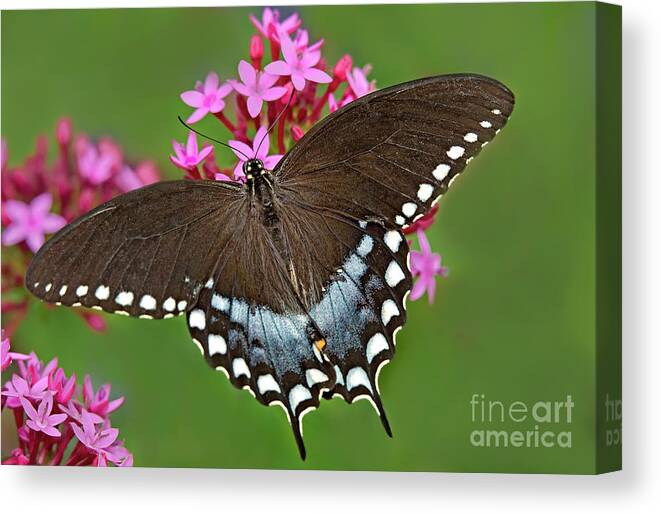 Dave Welling Canvas Print featuring the photograph Spicebush Swallowtail Papilio Trollus by Dave Welling