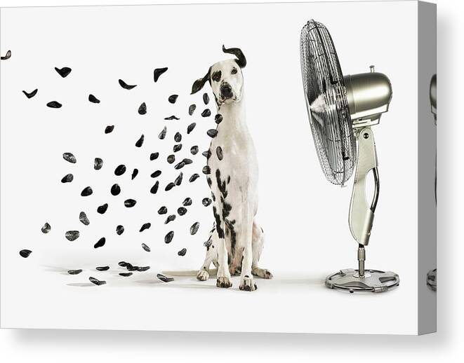 Dalmatian Canvas Print featuring the photograph Spots Flying Off Dalmation Dog by Gandee Vasan