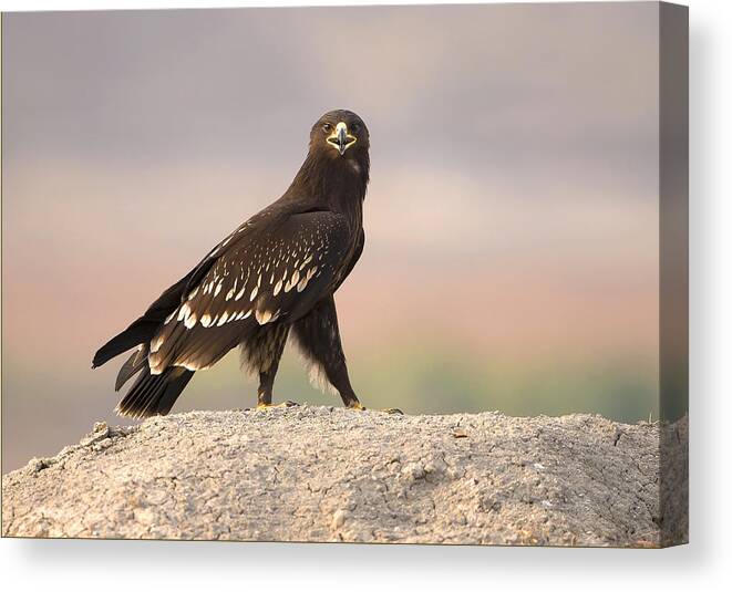 Eagle Canvas Print featuring the photograph Spotted Eagle by Shlomo Waldmann