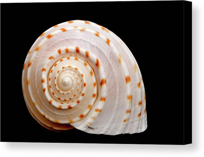 Animal Shell Canvas Print featuring the photograph Spotted Sea Snail Shell by Michael Smith Photography/studio One Pensacola