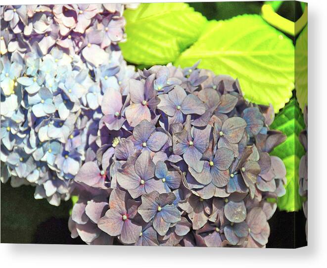 Arrangements Canvas Print featuring the photograph Spring Shades by JAMART Photography