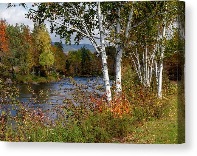 Fall Canvas Print featuring the photograph Stark, NH Fall White Birch by Betty Pauwels