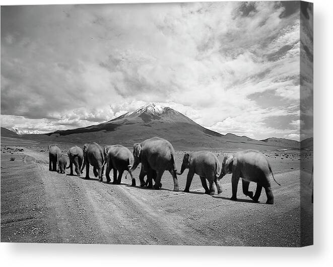 Stay In Line Canvas Print featuring the photograph Stay In Line by Ata Alishahi