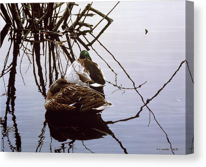 Two Mallards Rest In The Water Canvas Print featuring the painting Still Water - Mallards by Ron Parker
