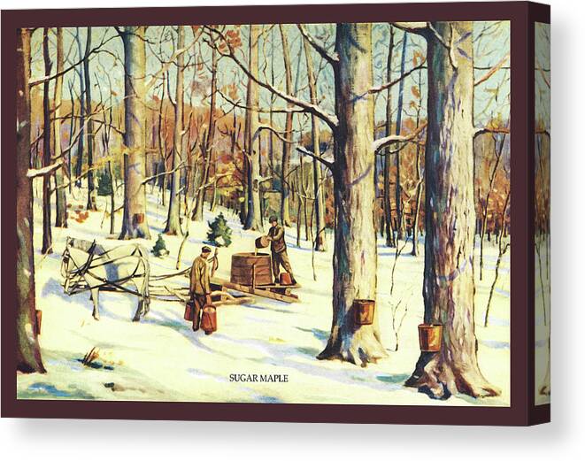 Maples Canvas Print featuring the painting Sugar Maple by Unknown