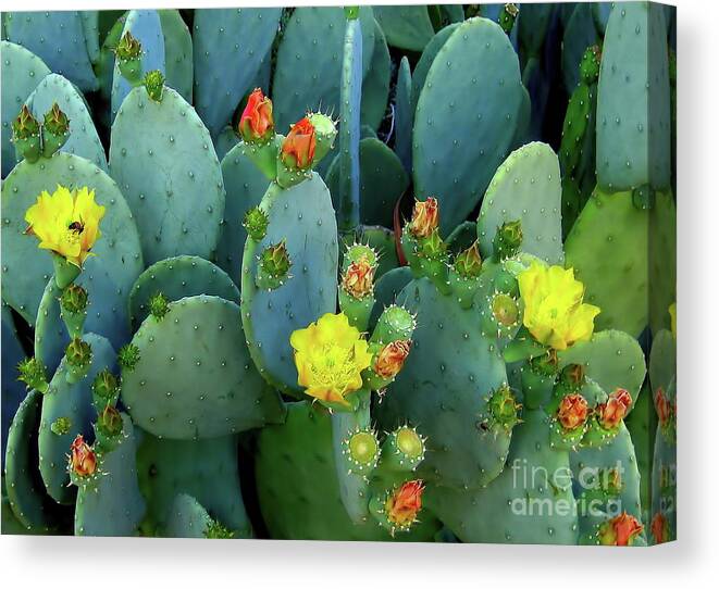 Cactus Canvas Print featuring the photograph Summer Solstice by Kathy Bassett