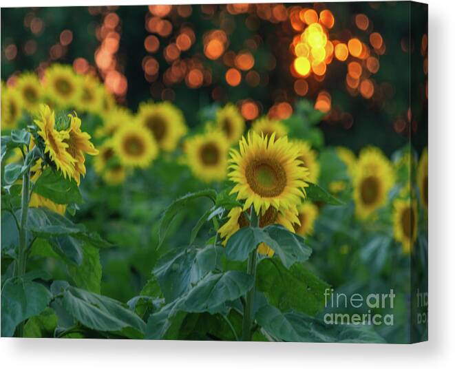 Sunflowers Canvas Print featuring the photograph Sunflowers at Sunset by Amfmgirl Photography