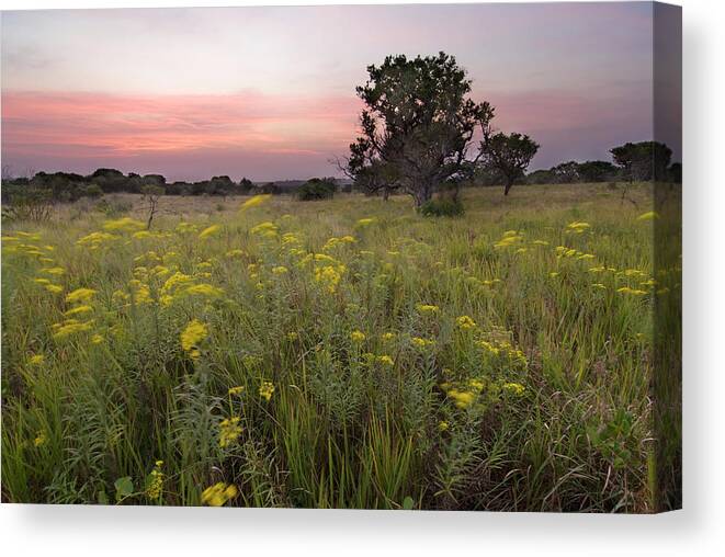 Isimangaliso Wetland Park Canvas Print featuring the photograph Sunset Over A Field Of Yellow Flowers by Emil Von Maltitz