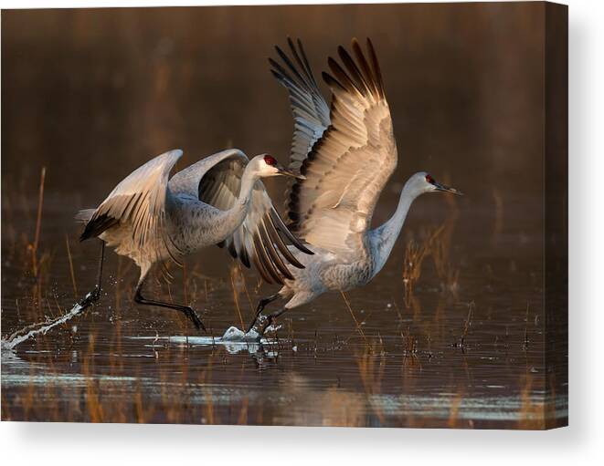 Sandhill Canvas Print featuring the photograph Taking Off At Sunrise by Mary Jiang