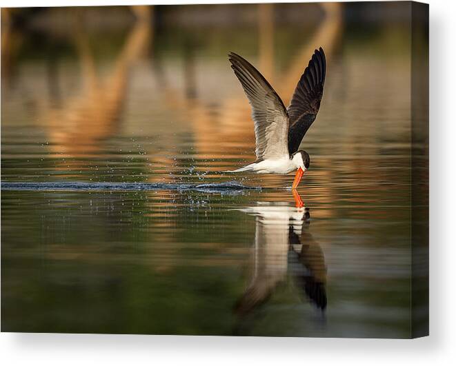 Skimmer Canvas Print featuring the photograph The African Skimmer by Jaco Marx