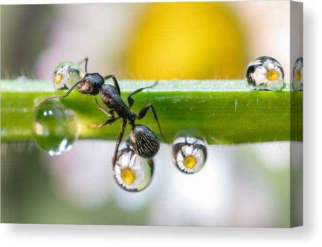 Ant Canvas Print featuring the photograph The Ant Between The Drops by Emanuele Caleffi