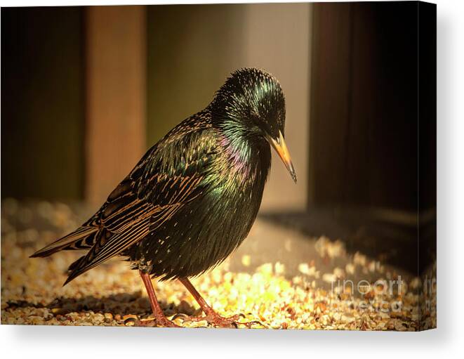 Bird Canvas Print featuring the photograph The Bright Shinny Starling Bird by Sandra J's