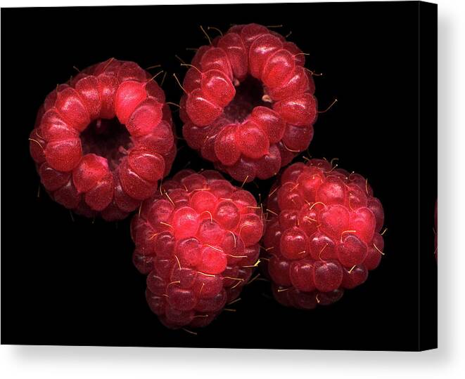 Black Background Canvas Print featuring the photograph The Four Raspberries by Photograph By Magda Indigo