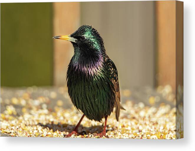 Bird Canvas Print featuring the photograph The Iridescent Plumage of a Starling Bird by Sandra J's