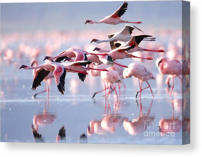 Pink Canvas Print featuring the photograph The Lesser Flamingo Which Is The Main by Worldclassphoto