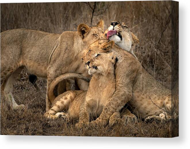 Wildlife Canvas Print featuring the photograph The Lions by Hung Tsui