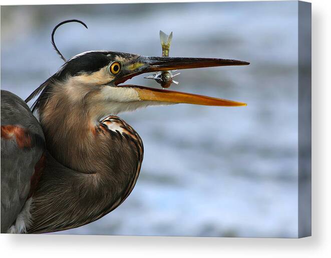 Heron Canvas Print featuring the photograph The Little Fish by Mircea Costina
