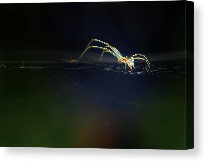 #animal Canvas Print featuring the photograph The Little Spider by Abdul Gapur Dayak