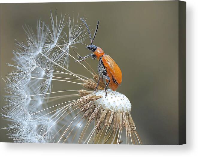 Nature Canvas Print featuring the photograph The Pilot Of Achenes... by Thierry Dufour