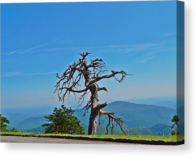 Dead Tree Canvas Print featuring the photograph The Survivor by Stacie Siemsen
