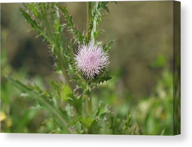 Florida Canvas Print featuring the photograph Thistle Flower by Lindsey Floyd