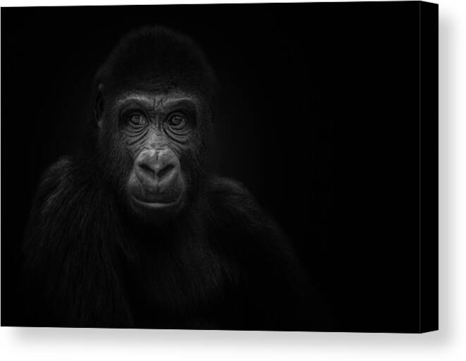 Monkey Canvas Print featuring the photograph Thoughts by Kamera