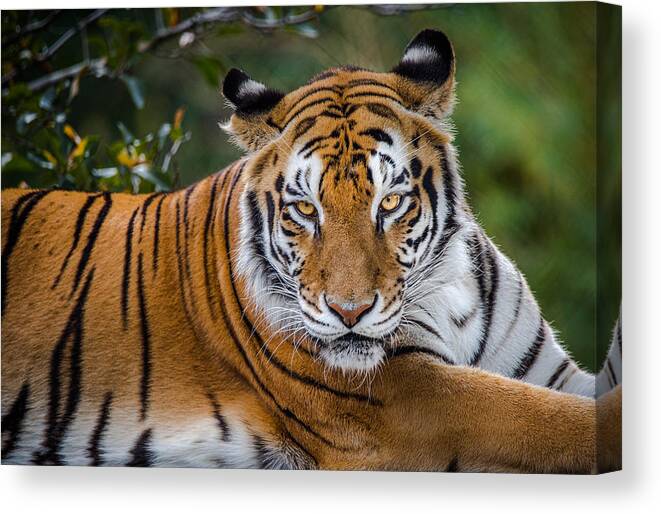 Tiger Canvas Print featuring the photograph Tiger Stare by Ed Esposito