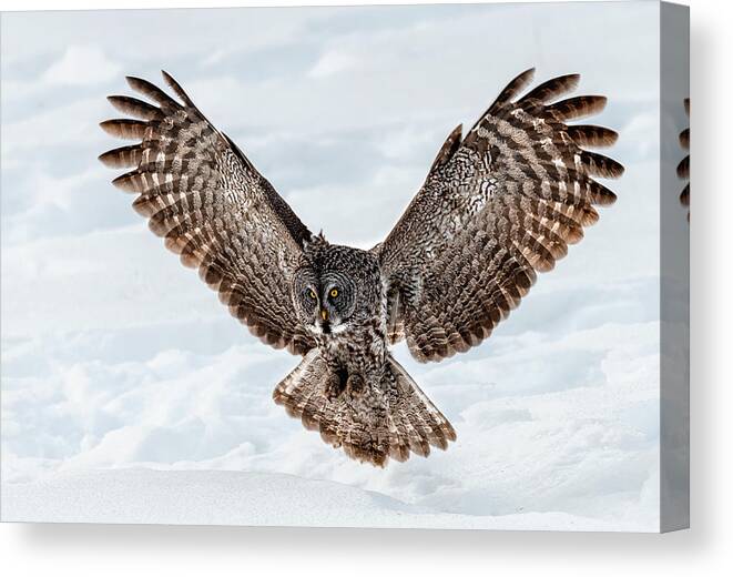 Owl Canvas Print featuring the photograph To Catch by Jie Fischer