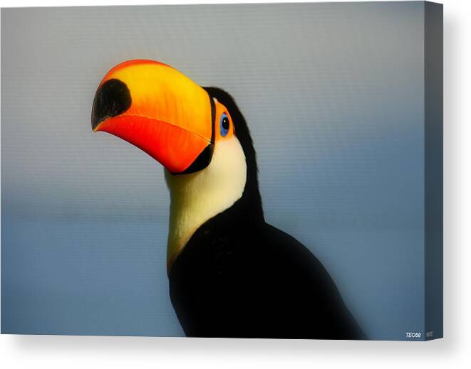 Greece Canvas Print featuring the photograph Toucan Ramphastos Toco by T. Vossinakis, Paros Island, Greece