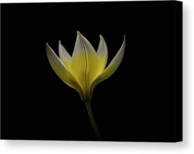 Tulip Canvas Print featuring the photograph Tulipa Urumiensis by Lotte Grnkjr