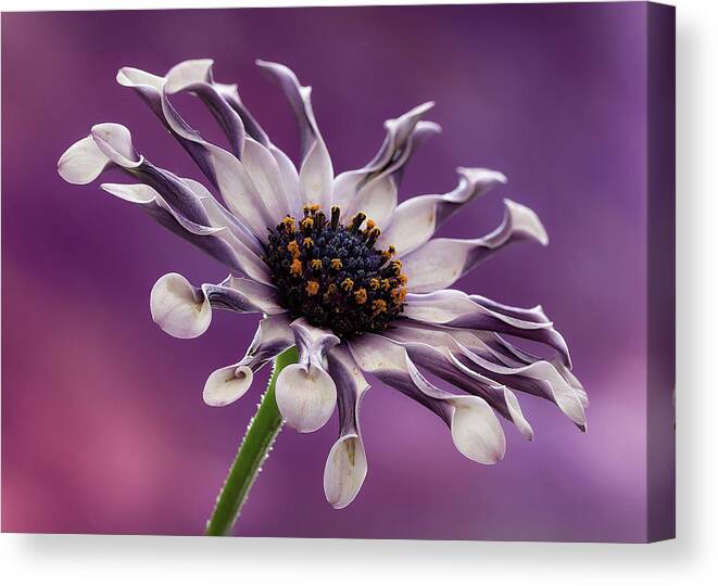 Floral Canvas Print featuring the photograph Twists and Turns by Shirley Mitchell