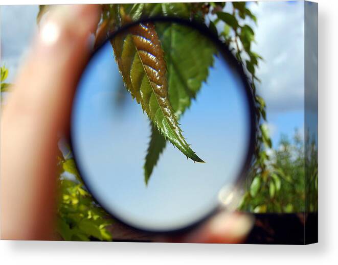 People Canvas Print featuring the photograph Two Leaves Magnified by V Chettleburgh