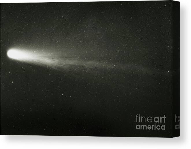 Comet Halley Canvas Print featuring the photograph Uk Schmidt Photo Of Halley's Comet by Royal Observatory, Edinburgh/science Photo Library