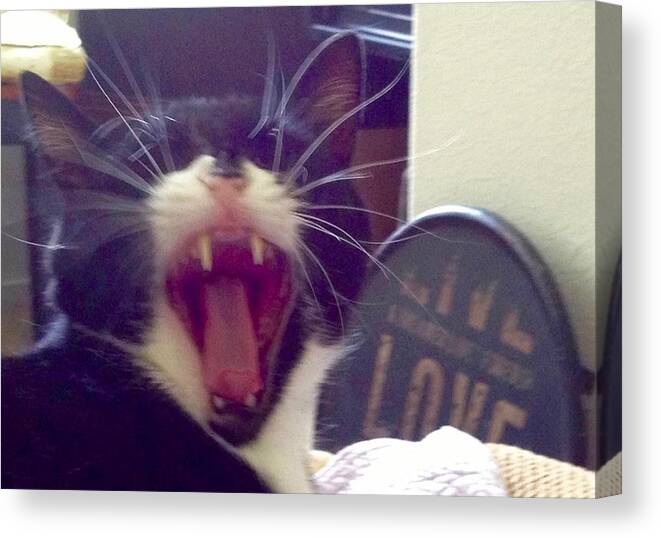 Elvis Canvas Print featuring the photograph Scary Vampire Yawn by Debra Grace Addison