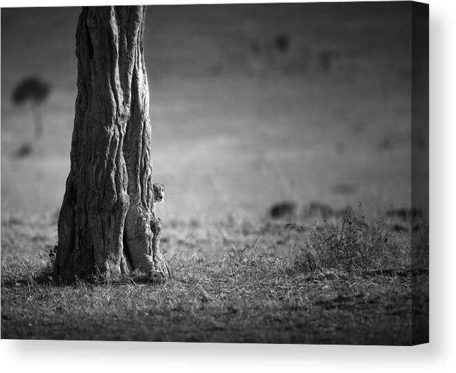 Wild Canvas Print featuring the photograph Watching For Hunting by Faisal Alnomas