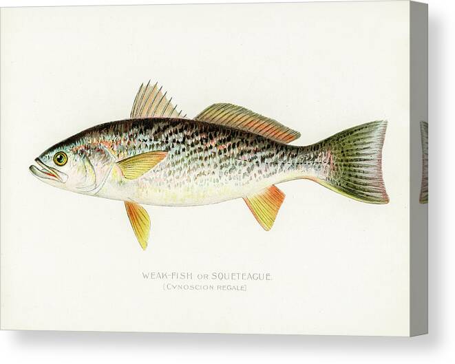David Letts Canvas Print featuring the drawing Weak Fish by David Letts