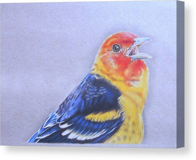 Western Tanager Canvas Print featuring the drawing Western Tanager - Male by Karrie J Butler
