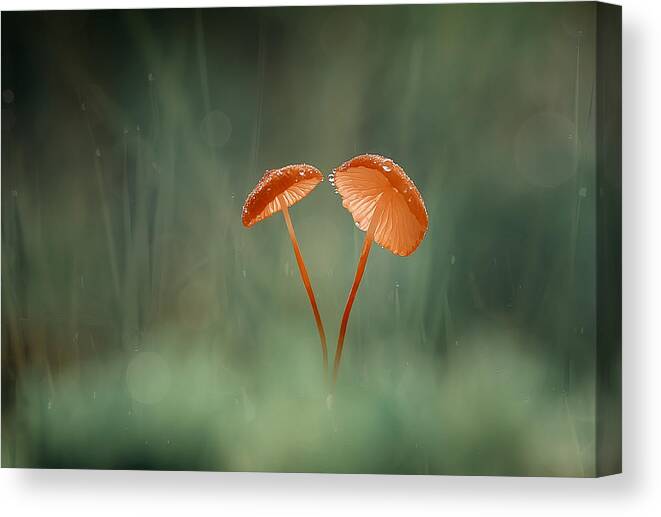 #macro Canvas Print featuring the photograph Wet Morning by Abdul Gapur Dayak