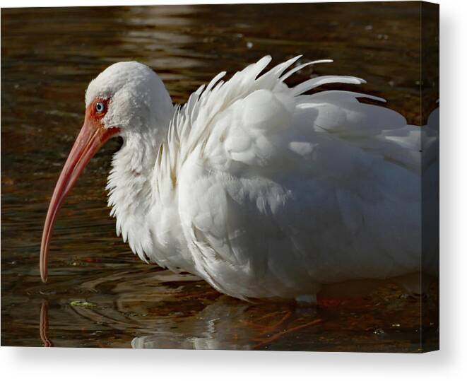Birds Canvas Print featuring the photograph White Ibis with Ruffled Feathers by Margaret Zabor