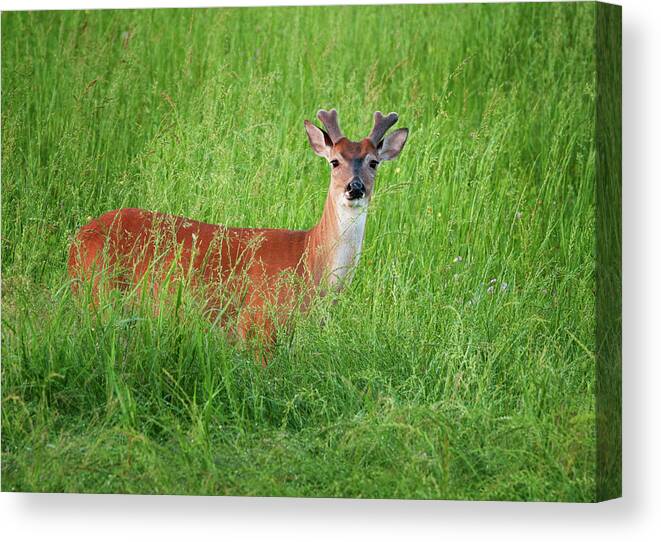 Grass Canvas Print featuring the photograph Whitetail Buck by Amy Hudechek