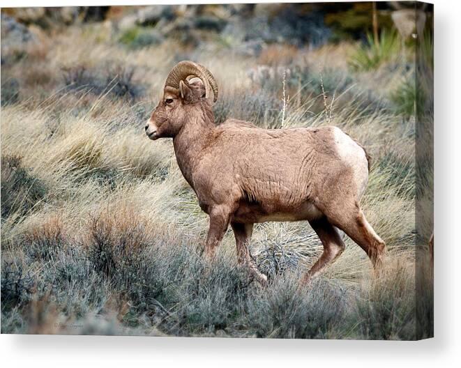 Bighorn Canvas Print featuring the photograph Winter Bighorn Ram 9 by Roger Snyder