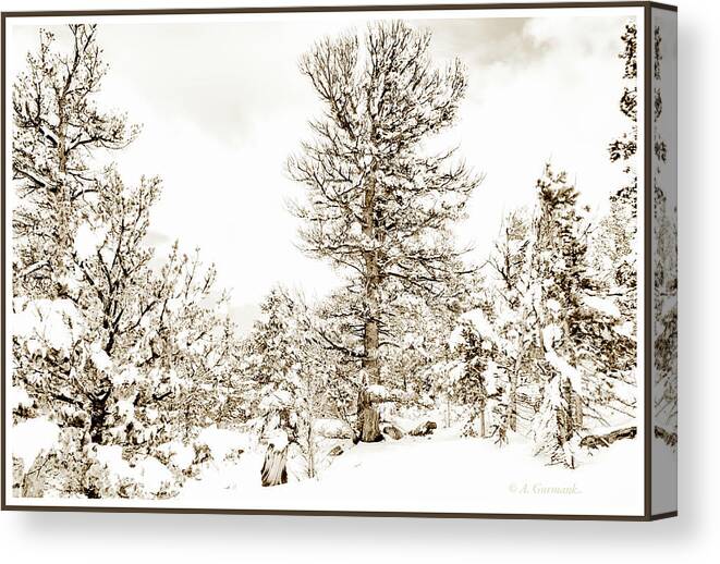 Winter Canvas Print featuring the photograph Winter in the Colorado Rockies by A Macarthur Gurmankin