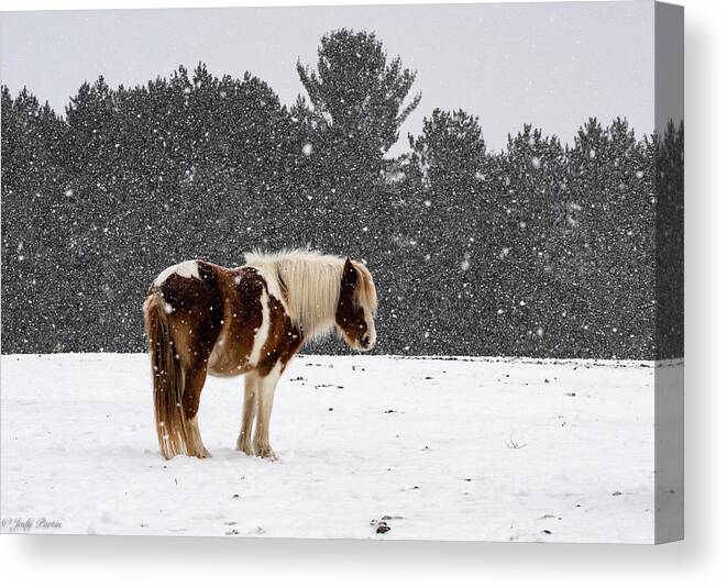 Horse Canvas Print featuring the photograph Winter Snows by Jody Partin