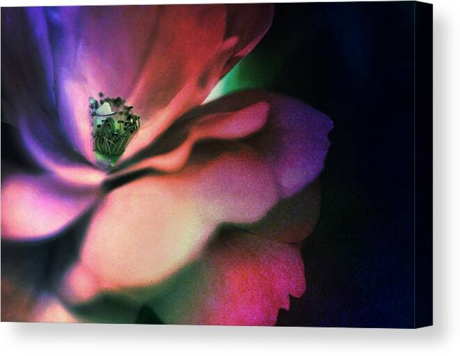 Colorfulroses Canvas Print featuring the photograph With Passion by The Art Of Marilyn Ridoutt-Greene
