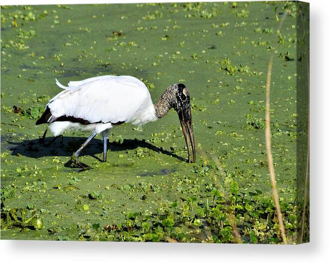 Wood Stork On The Hunt Canvas Print featuring the photograph Wood Stork On the Hunt by Warren Thompson