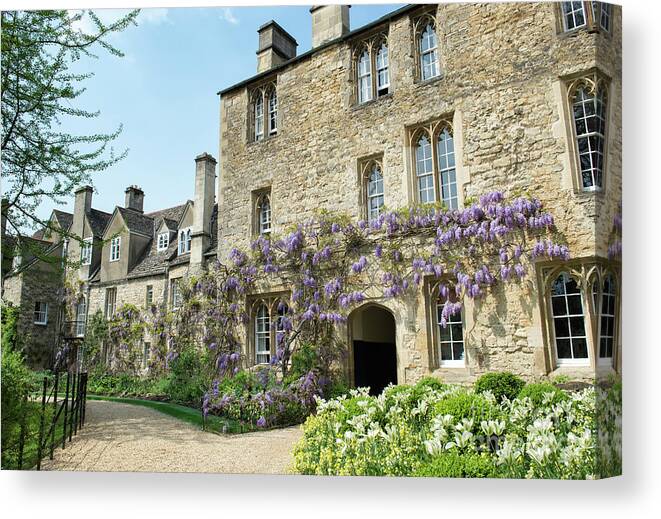 Japanese Canvas Print featuring the photograph Worcester College Wisteria Oxford by Tim Gainey